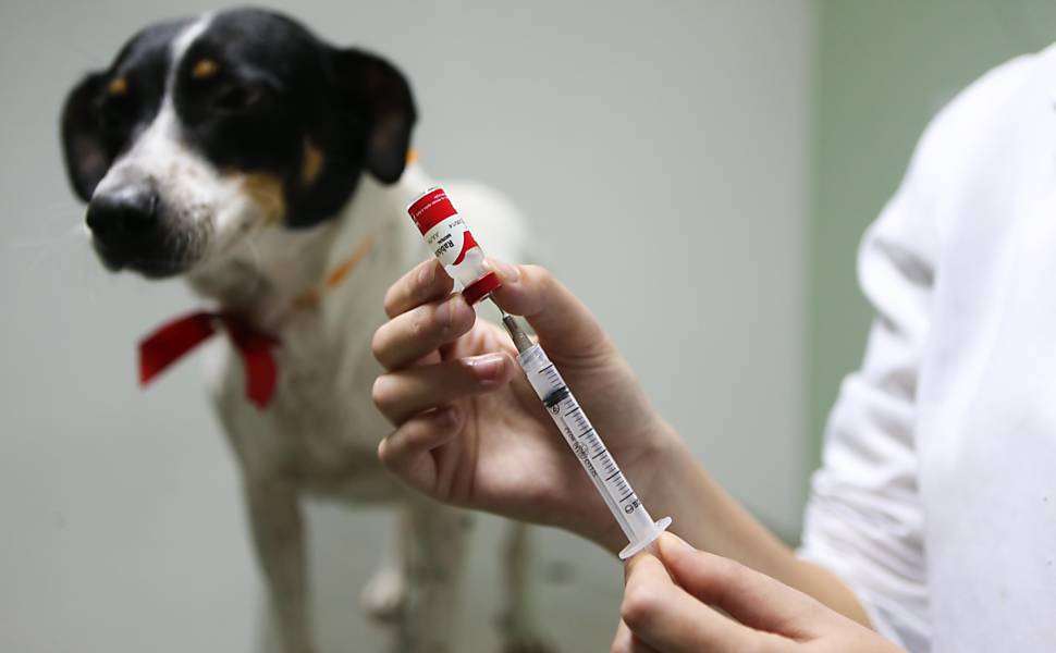 Secretaria Municipal da Saúde de Porto Nacional realiza campanha de vacinação antirrábica em Luzimangues